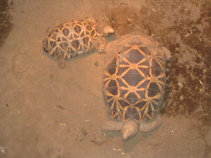 star torts