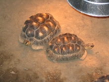 radiated tortoises