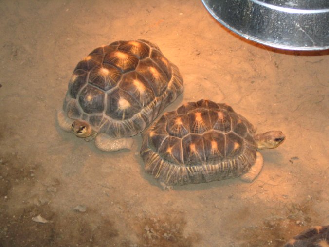 radiated tortoises