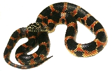 Eastern Chain King x Goini