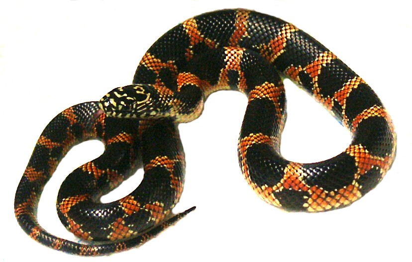 Eastern Chain King x Goini