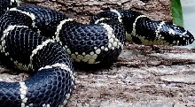Eastern Chain King  Adult