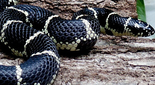Eastern Chain King  Adult