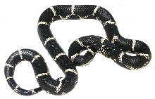Eastern Chain King  Adult  Male