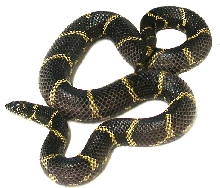 Eastern Chain King  Adult female
