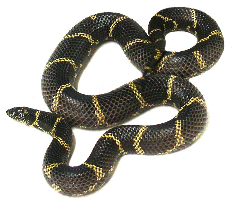 Eastern Chain King  Adult female