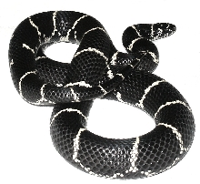 Eastern Chain King female!