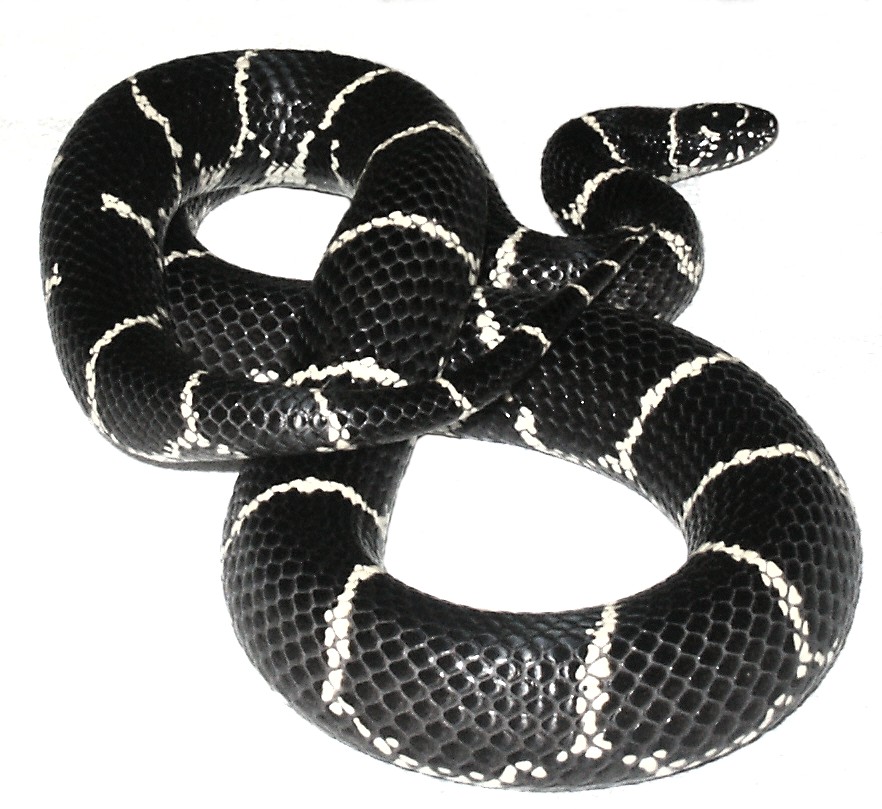 Eastern Chain King female!