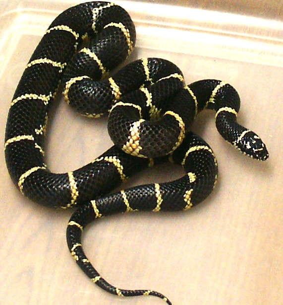 Eastern Chain King female!