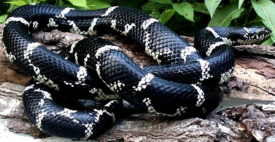 Eastern Chain King  Adult Male Montgomery Co. N.C.