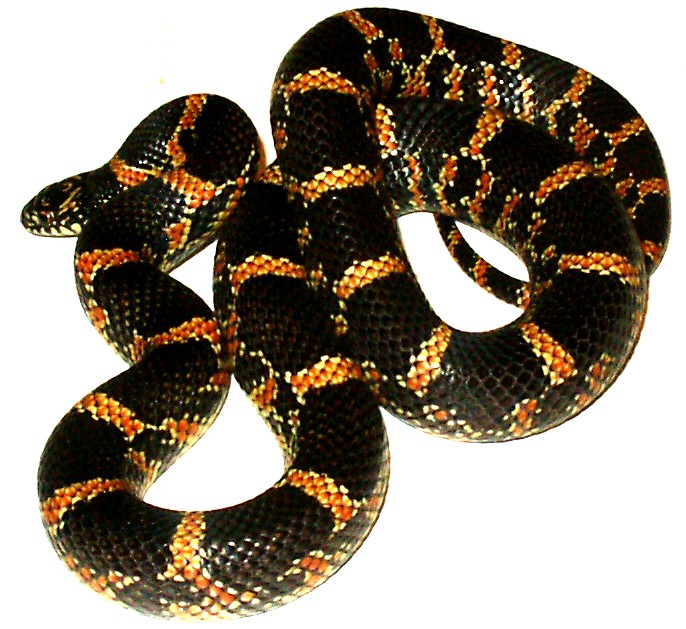 Goini x eastern chain king 100% Het for T-negative albino