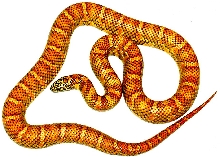 Hypo Chain king x Brooksi