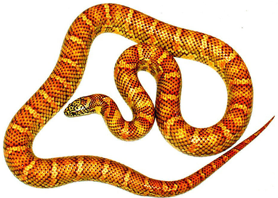 Hypo Chain king x Brooksi