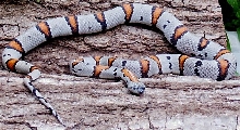 Grey Banded king