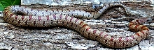 Mole King snake adult!