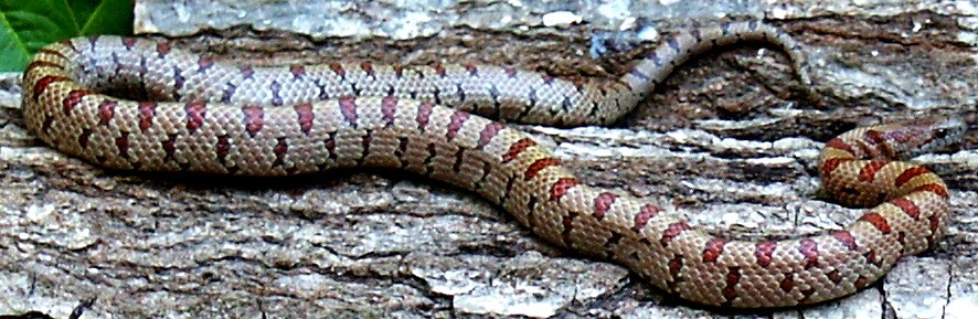 Mole King snake adult!