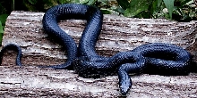 CBB Black Ratsnake  local specific
