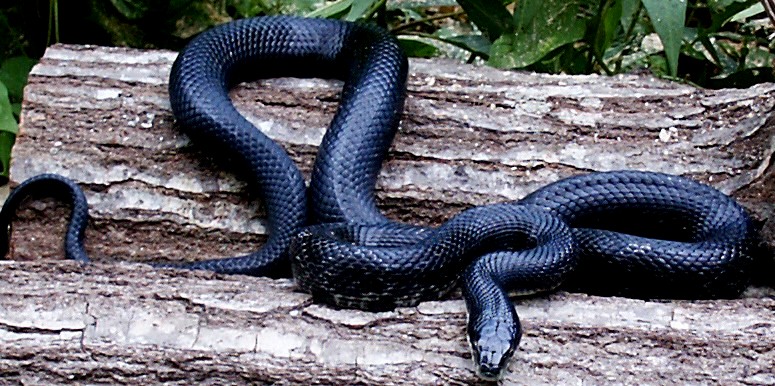 CBB Black Ratsnake  local specific