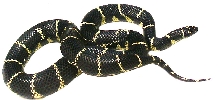 Eastern Chain King  Adult  female CBB local specific