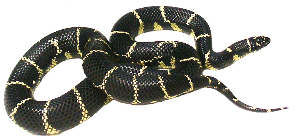 Eastern Chain King  Adult  female CBB local specific