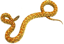 Hypo Chain king x Brooksi