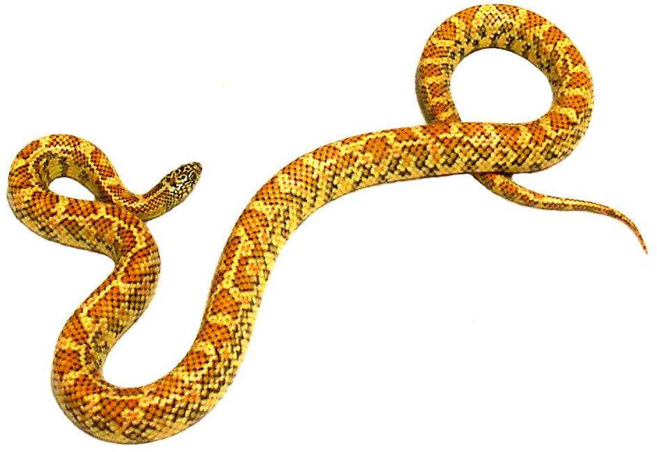 Hypo Chain king x Brooksi
