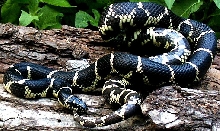 CBB adult eastern chain king locale specific