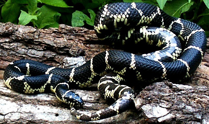 CBB adult eastern chain king locale specific