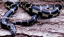 Eastern Chain King  Adult  female