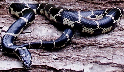 Eastern Chain King  Adult  female