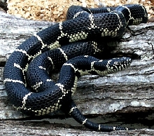 Eastern Chain King  Adult  female Local Specific