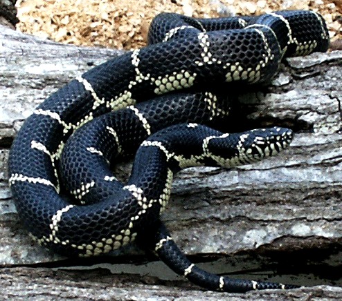 Eastern Chain King  Adult  female Local Specific