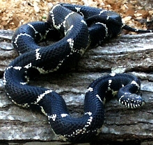 Eastern Chain King  Adult  locale specific