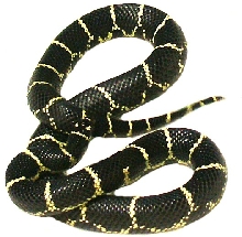 Eastern Chain King  Adult  female CBB local specific