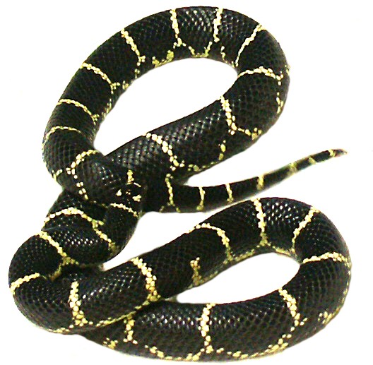 Eastern Chain King  Adult  female CBB local specific