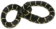 Eastern Chain King  Adult  female CBB local specific
