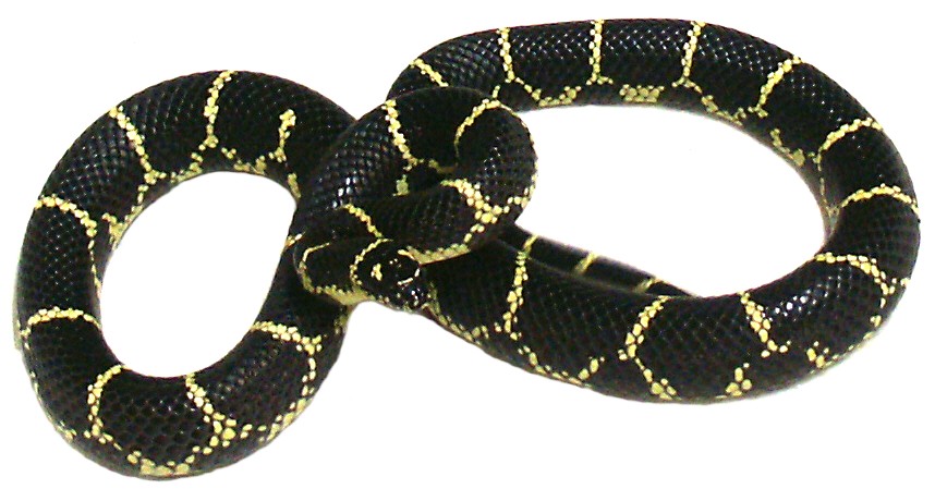 Eastern Chain King  Adult  female CBB local specific