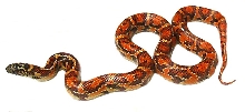 Eastern Chain King  x Hypo Brooksi F2