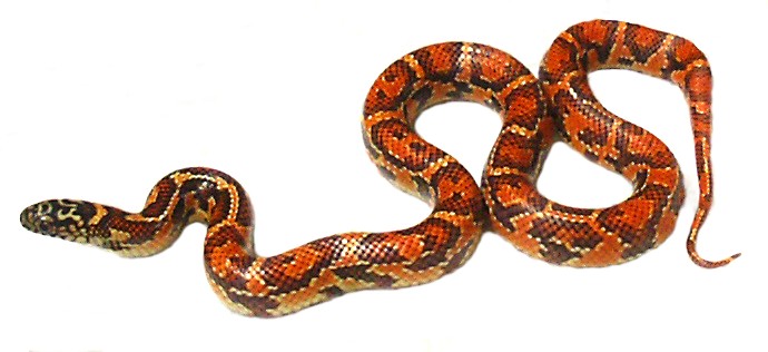 Eastern Chain King  x Hypo Brooksi F2