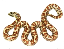 Eastern Chain King  x Hypo Brooksi F2