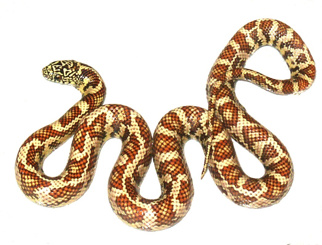 Eastern Chain King  x Hypo Brooksi F2