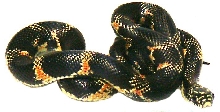 Goini Kingsnake!