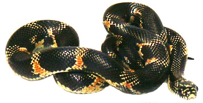 Goini Kingsnake!
