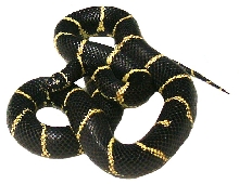 Eastern Chain King  Adult  Male CBB local specific