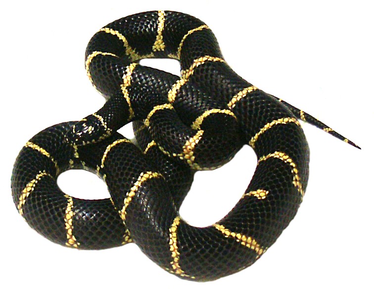 Eastern Chain King  Adult  Male CBB local specific