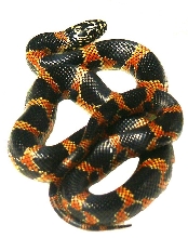 Eastern Chain King  x Goini