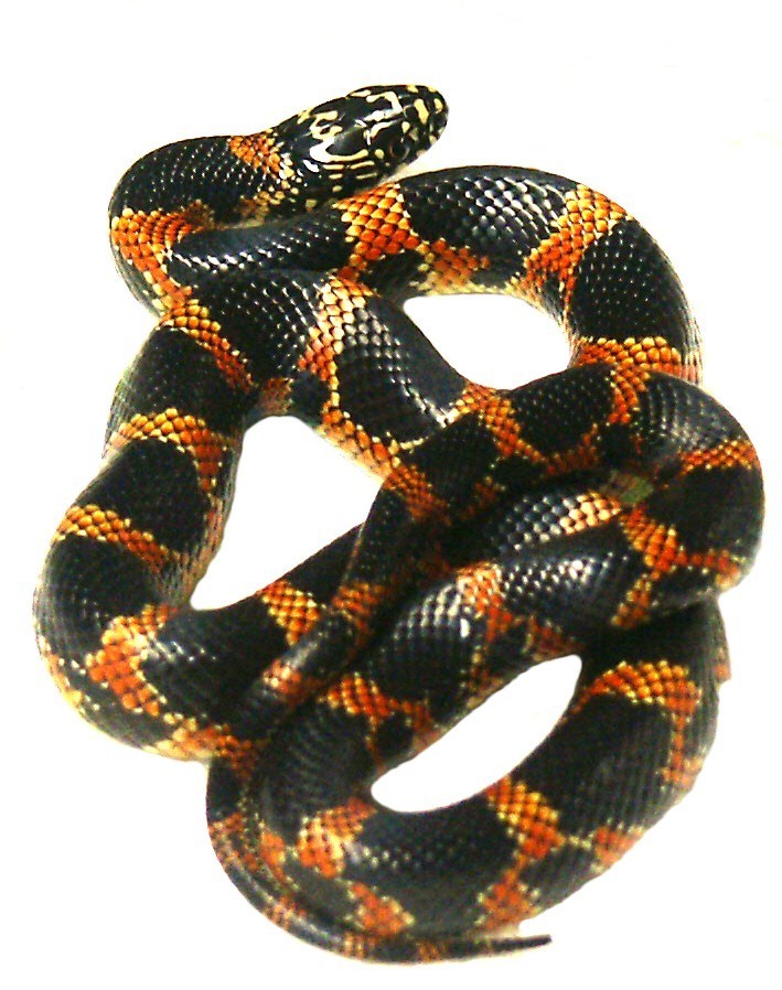 Eastern Chain King  x Goini