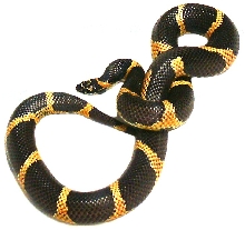 Eastern Kingsnake!