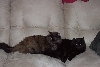 slink&nado