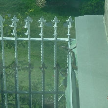 rat snake? 2nd pic